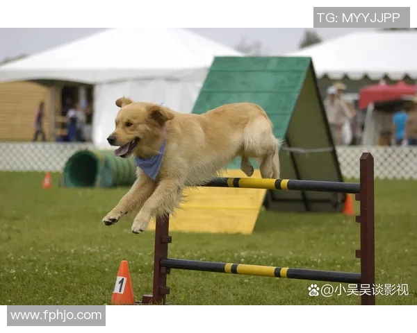 足球逗狗趣味互动让宠物与主人共享快乐时光的奇妙体验 足球逗狗趣味互动让宠物与主人共享快乐时光的奇妙体验